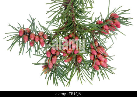 Molla rossa coni di fioritura e gemme di pino sui rami con aghi . Isolato su bianco STUDIO MACRO Foto Stock