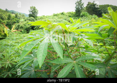 Foglie verdi manioca sul ramo di albero in campo di manioca agricoltura plantation - Manihot esculenta Foto Stock