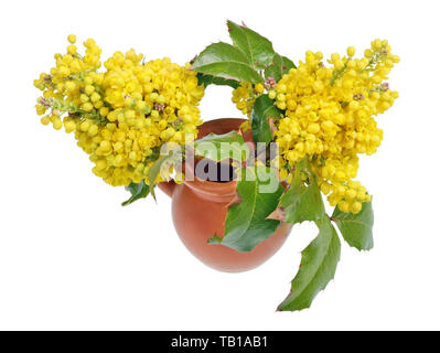 Molla gialla e fiori di un evergreen holly impianto in una caraffa in ceramica. Isolato su bianco studio macro Foto Stock