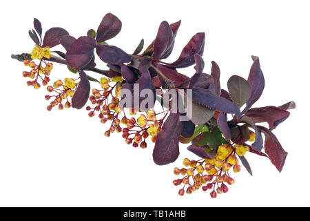 La molla può ramo della fioritura rosso selvatico crespino bush con giallo piccoli fiori. Isolato su bianco studio macroshot Foto Stock