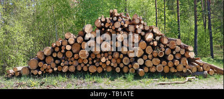 Tagli freschi di pino in legno log in gran mucchio. Soleggiata giornata di primavera all'aperto paesaggio panoramico Foto Stock