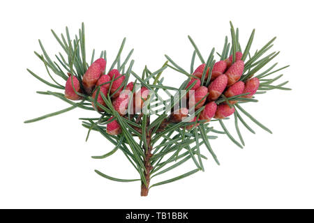 Rosso Fioritura Aprile coni di pino sui rami con aghi appuntiti . Isolato su bianco macro shot Foto Stock