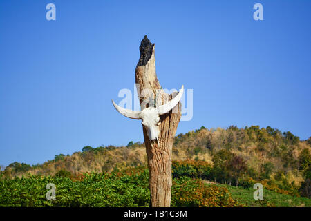 Cranio animale / Buffalo o vacca cranio appendere al palo di legno a terra asciutta su sfondo di montagna Foto Stock