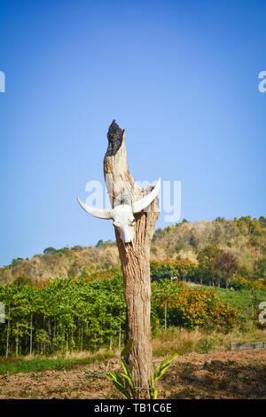 Cranio animale / Buffalo o vacca cranio appendere al palo di legno a terra asciutta su sfondo di montagna Foto Stock