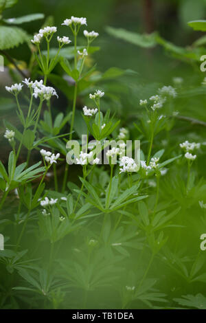 Waldmeister, Wald-Meister, Wohlriechendes Labkraut, Galium odoratum, dolce Woodruff, sweetscented bedstraw, Woodruff, wild bimbo di respiro, le Aspérule Foto Stock