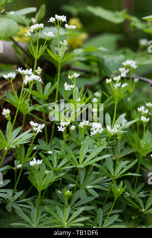 Waldmeister, Wald-Meister, Wohlriechendes Labkraut, Galium odoratum, dolce Woodruff, sweetscented bedstraw, Woodruff, wild bimbo di respiro, le Aspérule Foto Stock