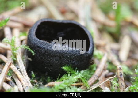 Pseudoplectania nigrella, comunemente noto come l'ebano cup, il nero plectania false o pelose Tazza nera Foto Stock