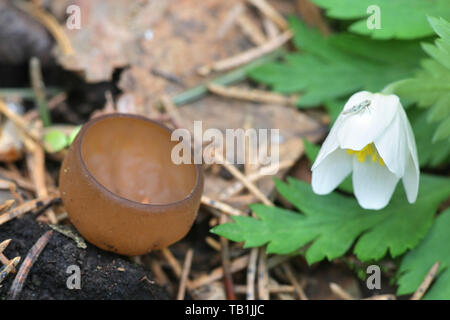 Dumontinia tuberosa, noto come the anemone cup, funghi selvatici dalla Finlandia Foto Stock