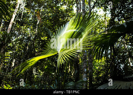 Un maestoso mountain serdang di foglie di palma diffondendosi come un ventilatore si trova all' interno di una foresta tropicale in Malaysia. Foto Stock