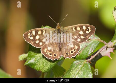 Un legno maculato butterfly, Pararge aegeria appoggiata nel sole di primavera. Foto Stock