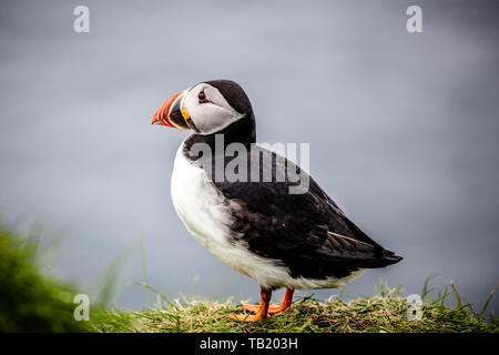 Ritratto del famoso Atlantic pulcinelle di mare sulle isole Faerøer. Foto Stock