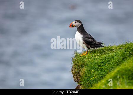 Ritratto del famoso Atlantic pulcinelle di mare sulle isole Faerøer. Foto Stock