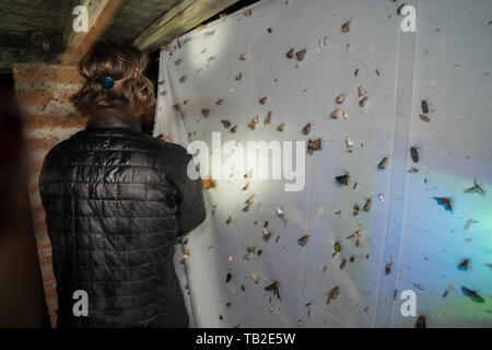 Misurazione della biodiversità falena utilizzando una lampada UV per attirare falene ad un foglio di notte nel Cloud ecuadoriana foresta. Importanti come gli insetti sono in declino. Foto Stock
