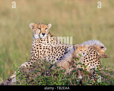 Cheetah vigile con due cuccioli giacenti e di appoggio Foto Stock