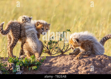 Giocoso ghepardi cubs giocare gli uni con gli altri Foto Stock