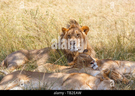 Maschio di leone e il resto del gregge in appoggio in erba Foto Stock