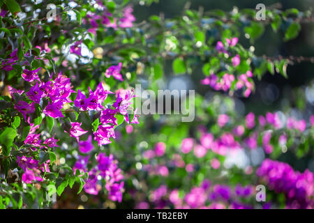 Fioritura viola bouganville, foglie verdi, alberi in background, bouganville spectabilis cresce come un vitigno di woody. Foto Stock