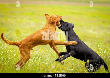 suonare da cani Foto Stock