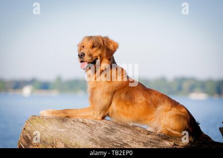 Giacente Golden Retriever Foto Stock