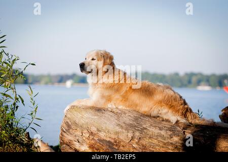 Giacente Golden Retriever Foto Stock