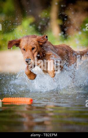 Il Golden Retriever Foto Stock