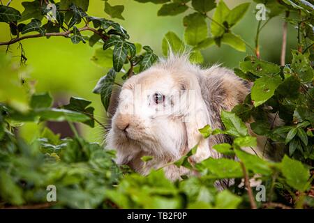 nano lop Foto Stock