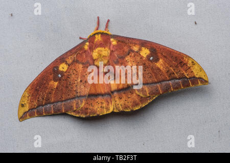 Bathyphlebia rufescens a royal tarma dalla nube foresta delle Ande Ecuadoriane. Foto Stock