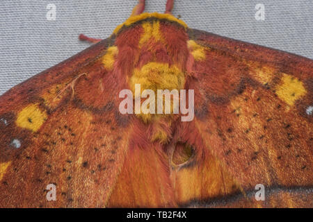 Bathyphlebia rufescens a royal tarma dalla nube foresta delle Ande Ecuadoriane. Foto Stock