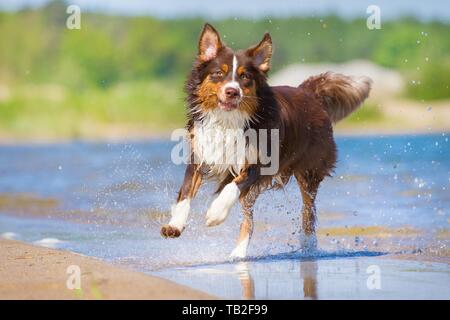 Giovane pastore australiano Foto Stock