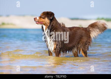 Giovane pastore australiano Foto Stock