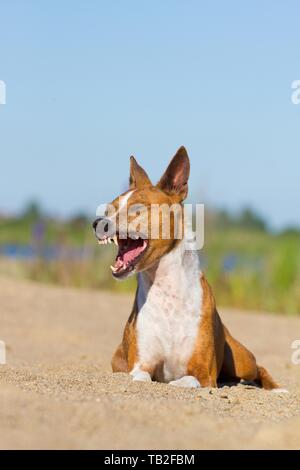 Sbadigliare Basenji Foto Stock