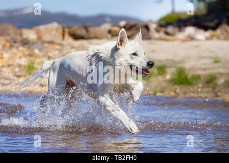 Esecuzione di Berger Blanc Suisse Foto Stock