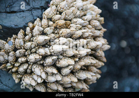 Collo d'oca o Leaf cirripedi, Yaquina Capo, Oregon Foto Stock