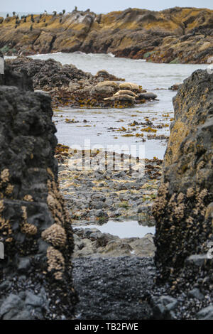 Le guarnizioni di tenuta del porto (Phoca vitulina), Yaquina Capo, Oregon, Stati Uniti d'America Foto Stock