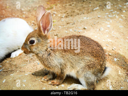 Brown bunny seduto per terra nel coniglio animale della fattoria Foto Stock