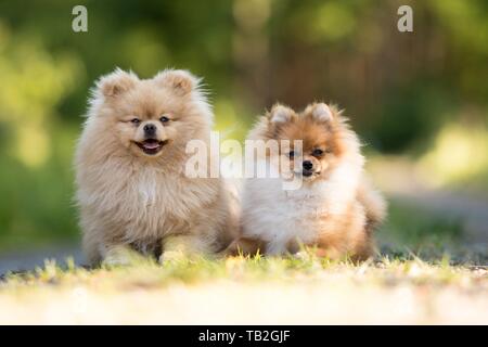 Pomerania Foto Stock