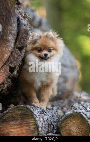 Seduta di Pomerania Foto Stock