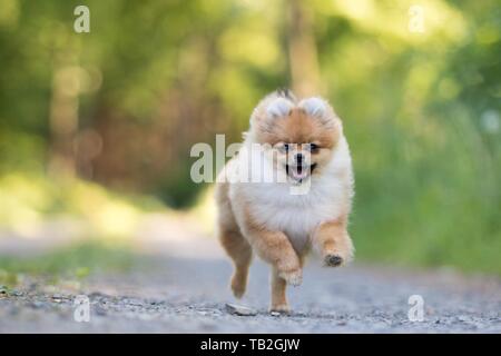 Esecuzione di Pomerania Foto Stock