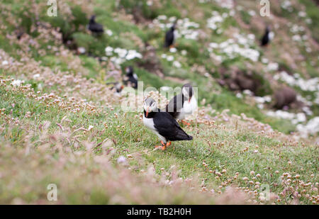 L'adorabile volatili puffini fotografati a Sumburgh in testa le isole Shetland, al nord della Scozia, Regno Unito. Foto Stock