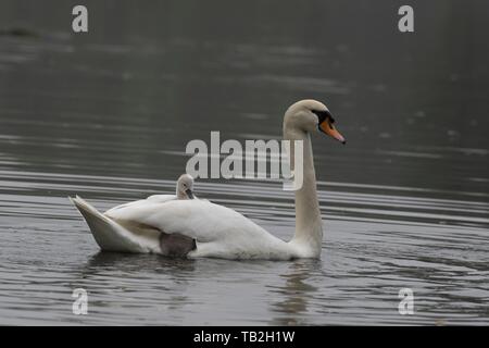 cigni muti Foto Stock