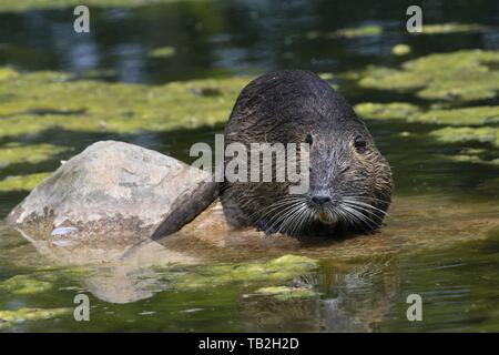 Nutria Foto Stock