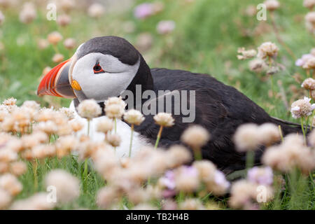 L'adorabile volatili puffini fotografati a Sumburgh in testa le isole Shetland, al nord della Scozia, Regno Unito. Foto Stock