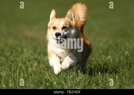 Esecuzione di Welsh Corgi Pembroke Foto Stock