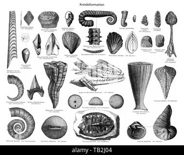 I fossili di crostacei, coralli, vongole, lumache, e protozoi dal Cretaceo, (Cretaceum), Fossilien von Krebstieren, Korallen, Muscheln, Schnecken und Einzellern aus der Kreide oder Kreidezeit (Cretaceum), Foto Stock