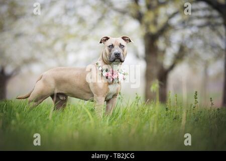 Young American Bully Foto Stock