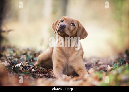 Giovani Labrador Retriever Foto Stock