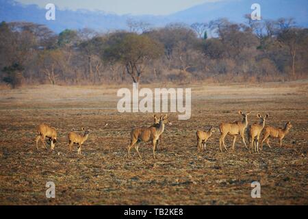 Kudu maggiore Foto Stock