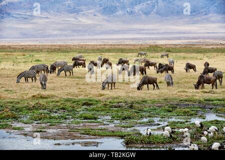 Zebre e wildebeests Foto Stock