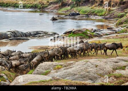 Western white-barbuto wildebeests Foto Stock