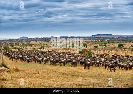Western white-barbuto wildebeests Foto Stock
